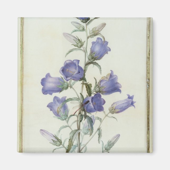 Imán 15:Campanula: Medio 1787 (Frente)