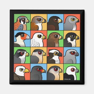 Imán 16 perfiles norteamericanos del rapaz