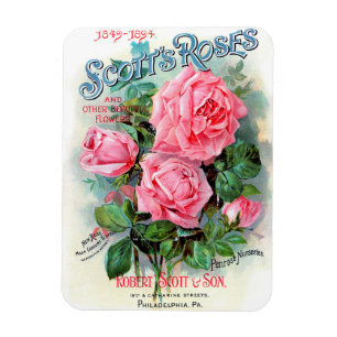 Imán 1894 de los rosas de Scott