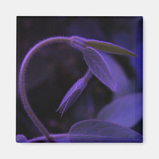 Imán 1.ᵉʳ inclinación