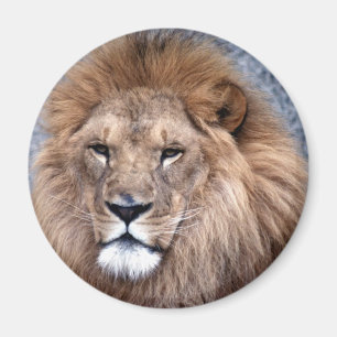 Imán 1 salvaje animal