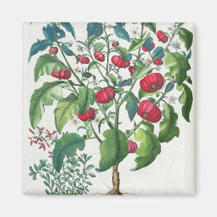 Imán 1.Solanum Pomiferum; 2.Amaracus vulgaris, de