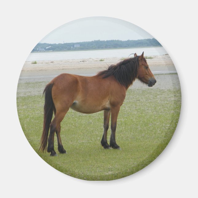 Imán 2009-7-20 Shackleford Banks 00028 (Frente)