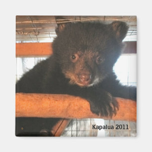 Imán 2011 de Kapalua