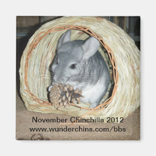 Imán 2012 de la chinchilla de noviembre