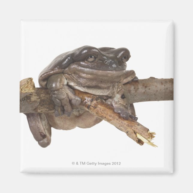 IMÁN 23568138 (Frente)