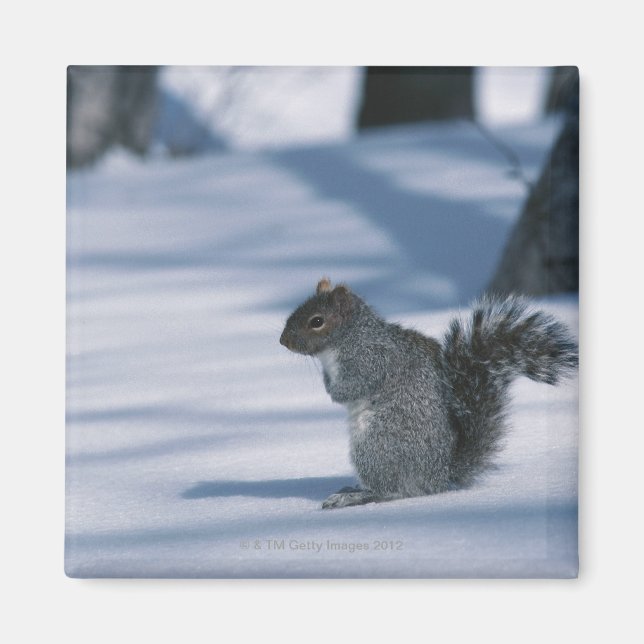 IMÁN 23936348 (Frente)