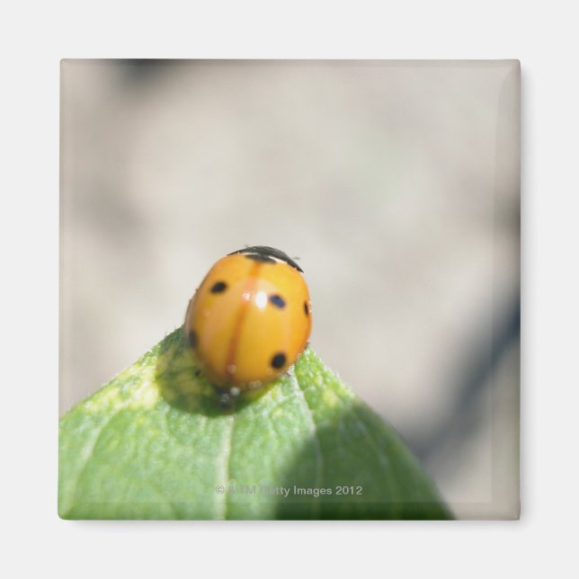 IMÁN 24102386 (Frente)