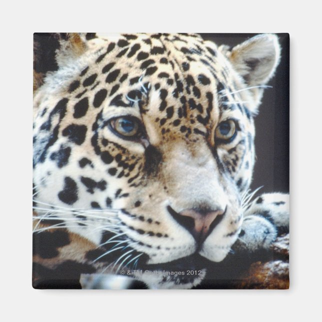 IMÁN 24114363 (Frente)