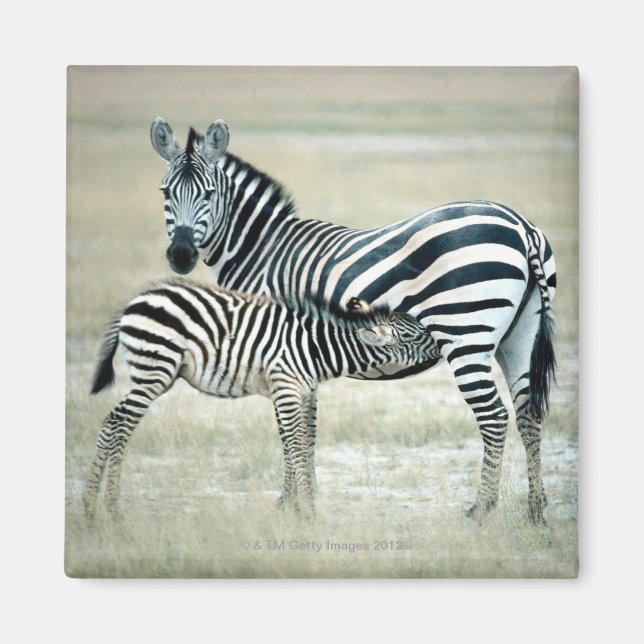 IMÁN 24114480 (Frente)