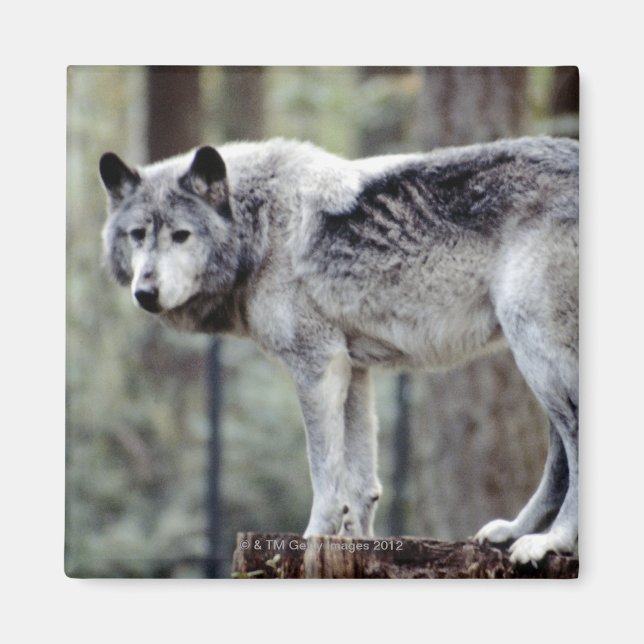 IMÁN 24114488 (Frente)