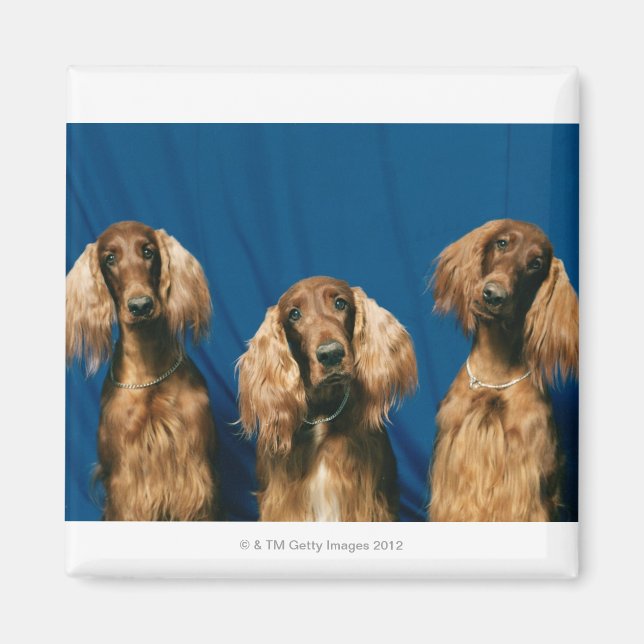 IMÁN 24119671 (Frente)