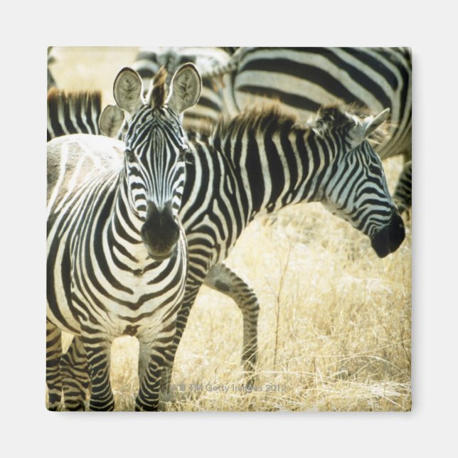 IMÁN 24123844 (Frente)