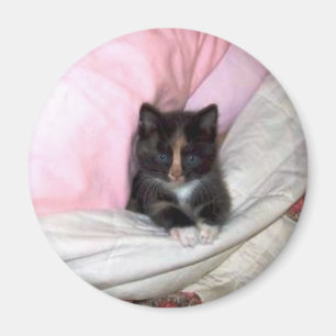 Imán 29154_Muffin-the-Cat_620