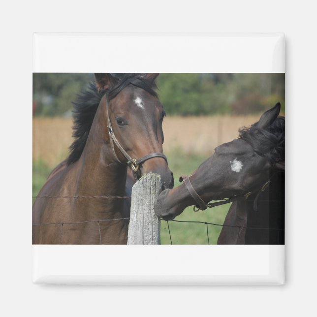 Imán 2 caballos masticando una valla (Frente)