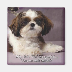 Imán 2 de Shih-Tzu