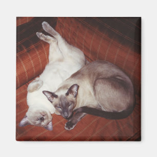Imán 2 gatos siameses: Tortie y punto del sello