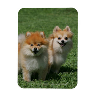 Imán 2 Pomeranians que mira la cámara