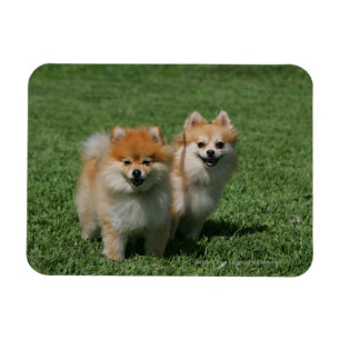 Imán 2 Pomeranians que mira la cámara