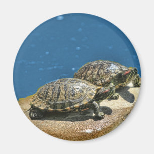 Imán 2 tortugas en una roca