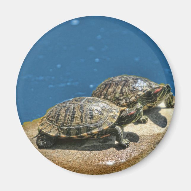 Imán 2 tortugas en una roca (Frente)