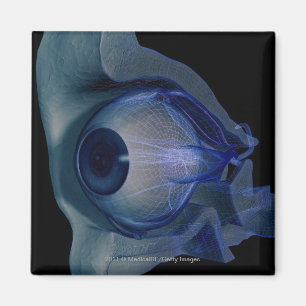 Imán 3 quinquies de alambre de los músculos oculares en