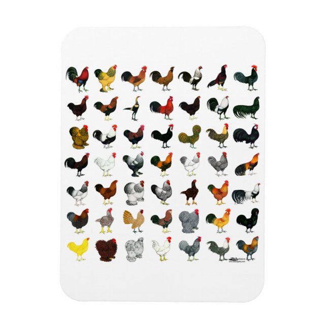 Imán 49 Galerías (Vertical)