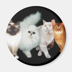 Imán 4 gatos