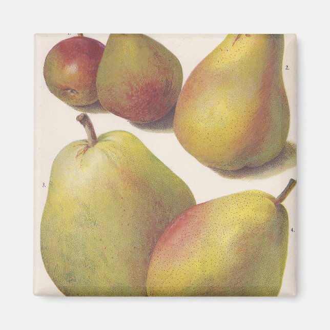 Imán 5 peras vintage ilustradas (Frente)