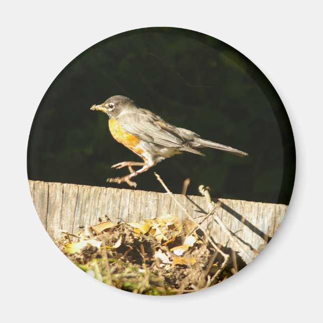 Imán 7.º burra (Frente)