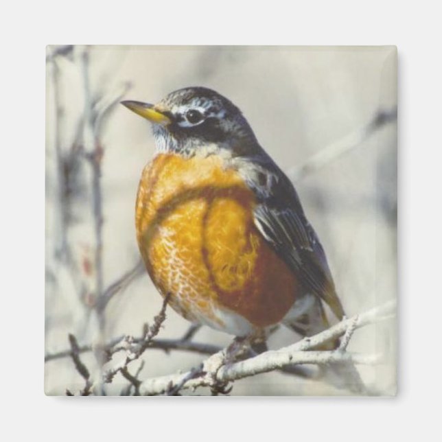 Imán 7.º burra (Frente)