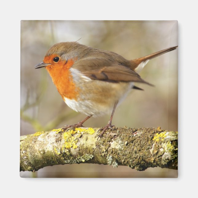 Imán 7.º burra (Frente)