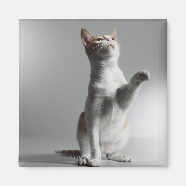 Imán 9.º gata (Frente)