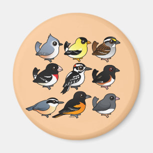 Imán 9 pájaros de nordeste del patio trasero de los