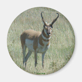 Imán A13 Pronghorn Antelope Big Buck