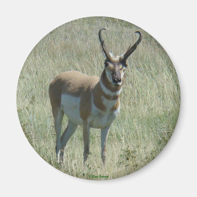 Imán A13 Pronghorn Antelope Big Buck (Frente)