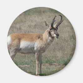 Imán A15 Pronghorn Antelope Rude Buck