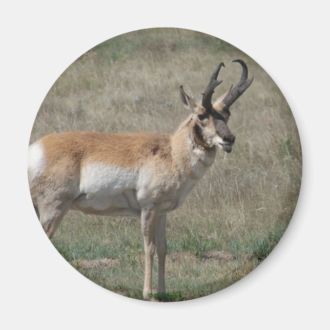 Imán A15 Pronghorn Antelope Rude Buck (Frente)