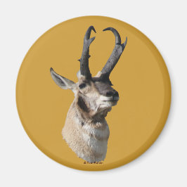 Imán A18 Pronghorn Antelope Buck Head Shot