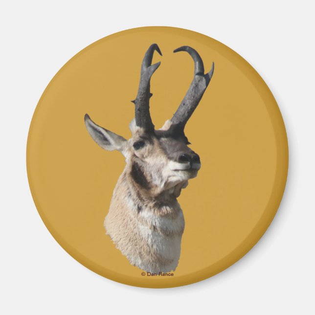 Imán A18 Pronghorn Antelope Buck Head Shot (Frente)