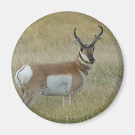 Imán A1 Pronghorn Antelope