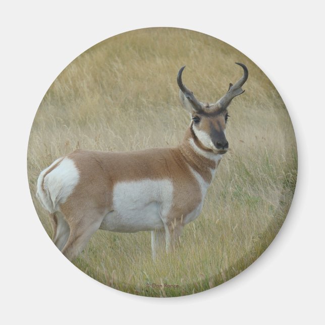 Imán A1 Pronghorn Antelope (Frente)