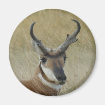 A21 Pronghorn Antelope Buck Head Shot