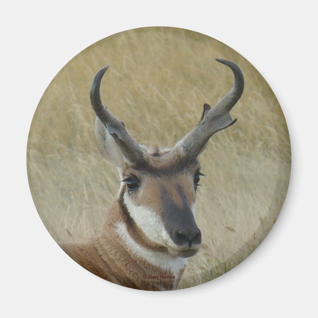 Imán A21 Pronghorn Antelope Buck Head Shot (Frente)