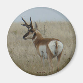 Imán A22 Pronghorn Antelope Buck