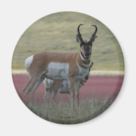 Imán A24 Pronghorn Antelope