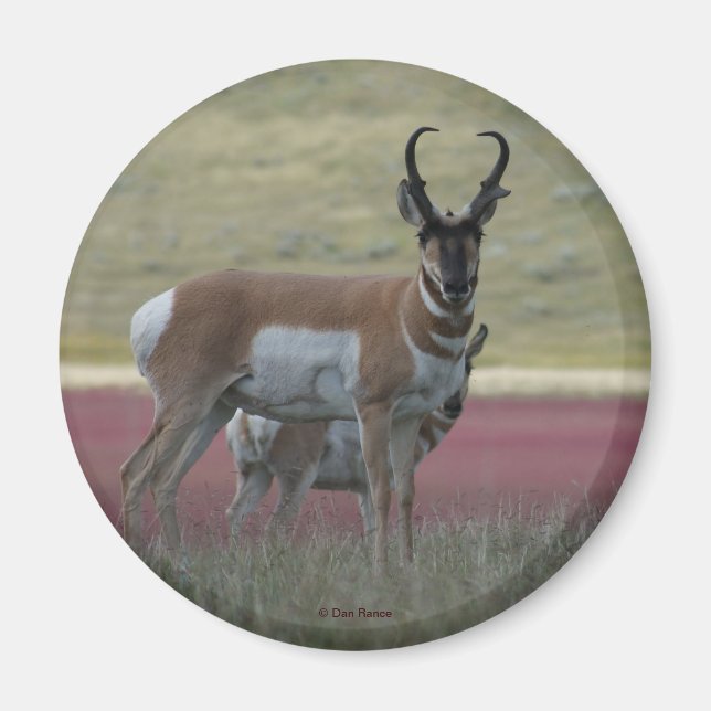 Imán A24 Pronghorn Antelope (Frente)