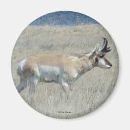 Imán A25 Pronghorn Antelope Young Buck