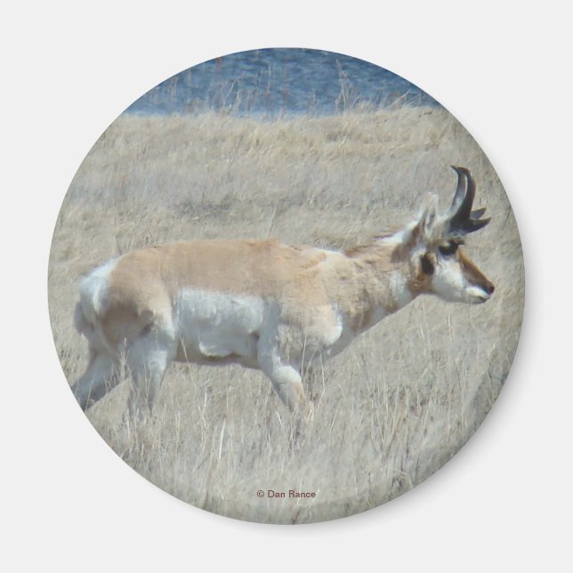 Imán A25 Pronghorn Antelope Young Buck (Frente)
