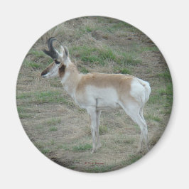 Imán A26 Pronghorn Antelope